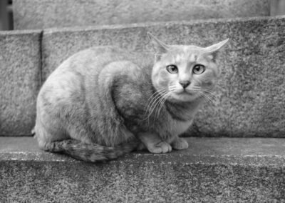 Black and white portrait of a tabby cat crouched on stone steps